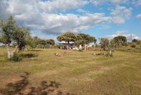 Don Álvaro 50000&nbsp;м²