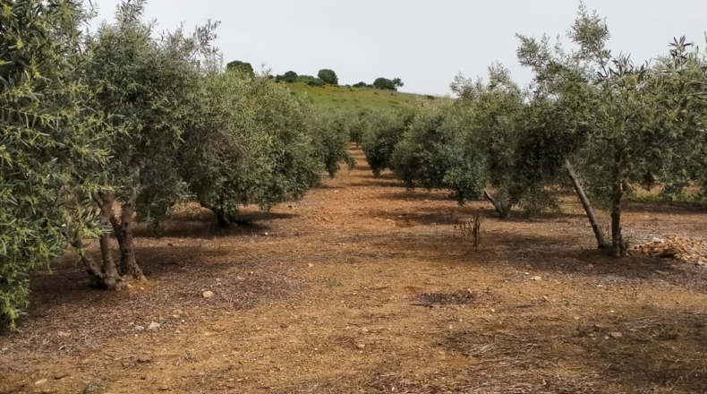 Málaga - Coín - 9000m2