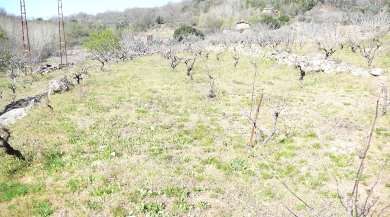 Cáceres - Villanueva de la Vera - 5027m2