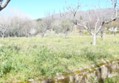 Terreny no urbanitzable en venda a la Fuente Moreno, Villanueva de la Vera, ref.: TR24794 foto