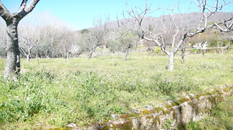 Cáceres - Villanueva de la Vera - 5027m2