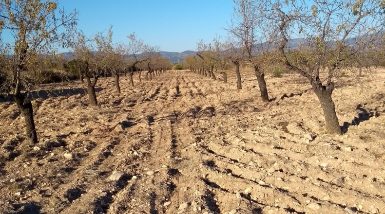 Alicante - Castalla - 38000m2
