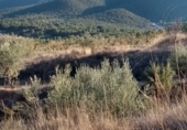 Finca rústica en venda a la Polígono 18, Castalla, ref.: TR24383 foto