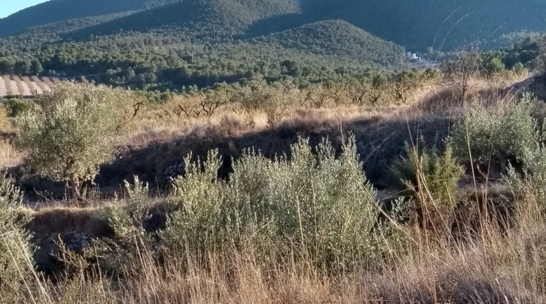 Alicante - Castalla - 38000m2