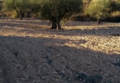 Finca rústica en venda a la Polígono 18, Castalla, ref.: TR24383 foto