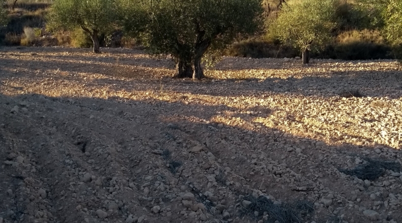 Alicante - Castalla - 38000m2