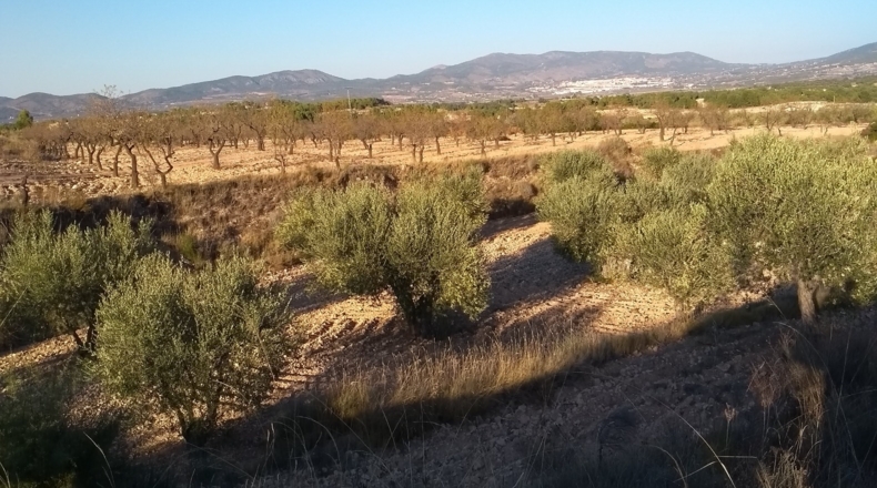 Alicante - Castalla - 38000m2