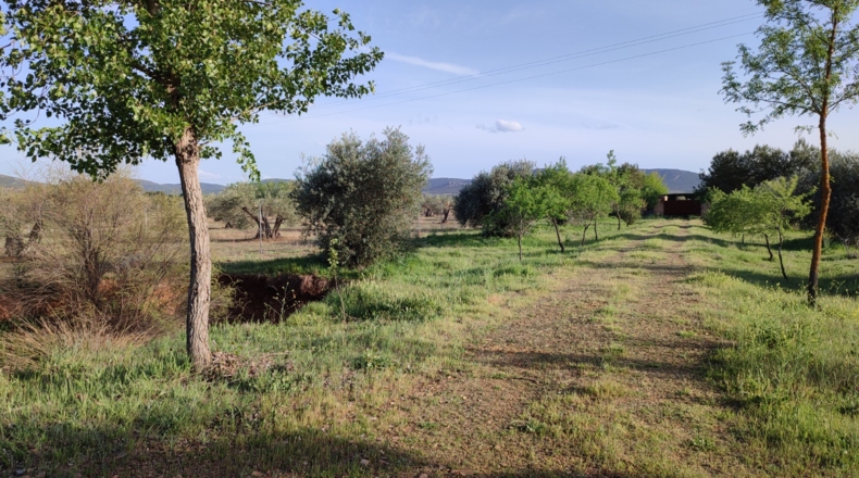 Ciudad Real - Piedrabuena - 6000m2