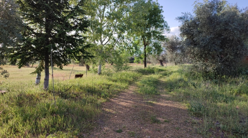 Ciudad Real - Piedrabuena - 6000m2