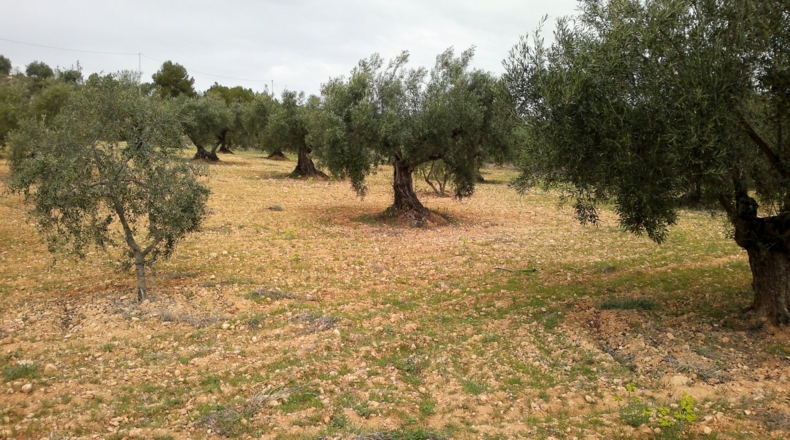 Valencia - Ayora - 6559m2