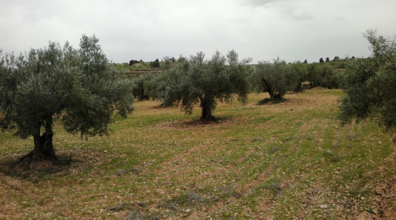 Valencia - Ayora - 6559m2