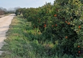Non-developable land for sale on CV-512, Guadassuar, ref: TR24930 photo