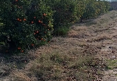 Non-developable land for sale on CV-512, Guadassuar, ref: TR24930 photo
