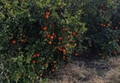 Non-developable land for sale on CV-512, Guadassuar, ref: TR24930 photo