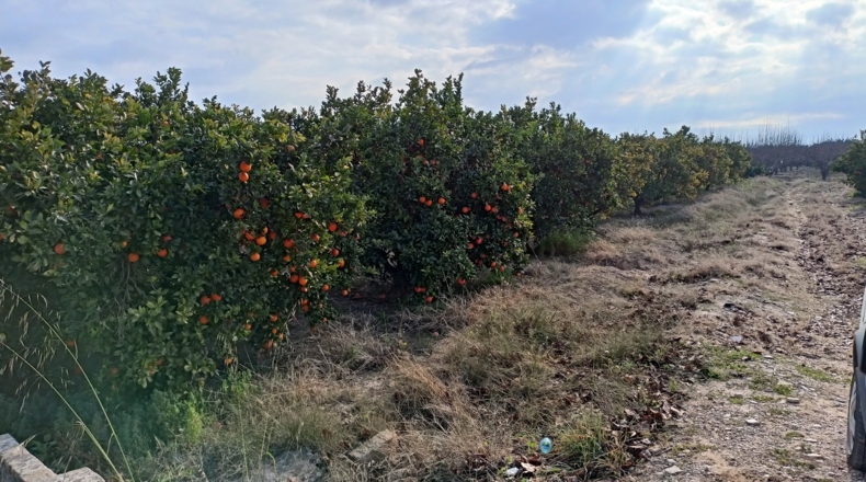 Valencia - Guadassuar - 6400m2
