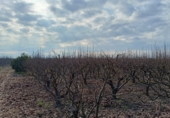 Non-developable land for sale on CV-512, Guadassuar, ref: TR24930 photo