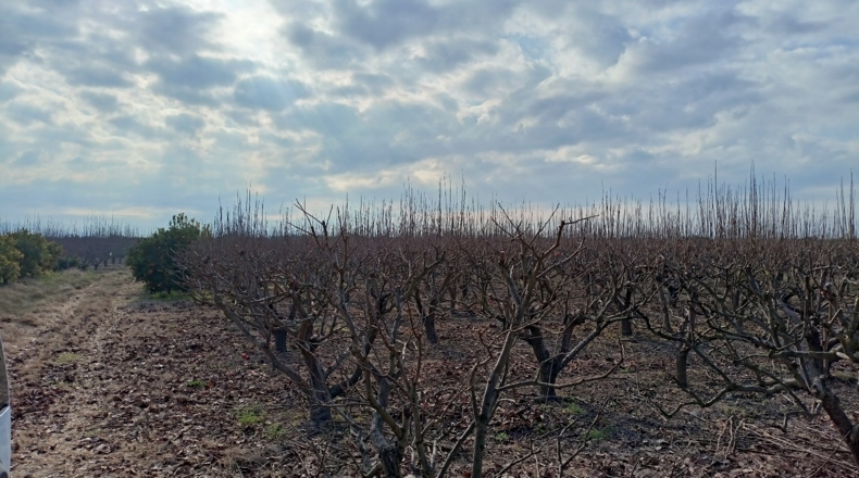 Valencia - Guadassuar - 6400m2