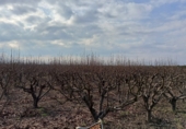 Non-developable land for sale on CV-512, Guadassuar, ref: TR24930 photo