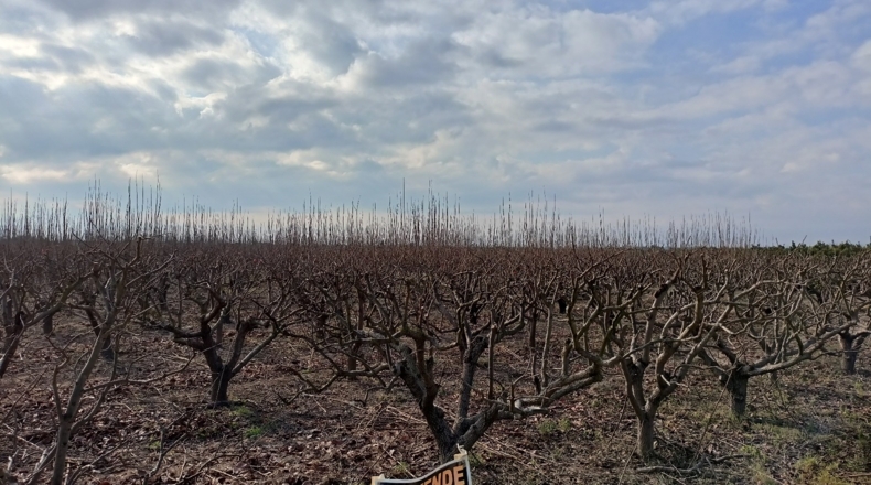Valencia - Guadassuar - 6400m2