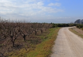 Non-developable land for sale on CV-512, Guadassuar, ref: TR24930 photo