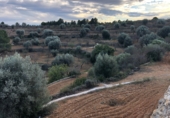 Finca rústica en venta en la Mas de Marco, Costur, ref: TR24953 foto