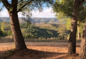 Finca rústica en venta en la Mas de Marco, Costur, ref: TR24953 foto