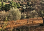 Finca rústica en venta en la Mas de Marco, Costur, ref: TR24953 foto