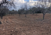 Finca rústica en venta en la Mas de Marco, Costur, ref: TR24953 foto