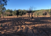 Finca rústica en venta en la Mas de Marco, Costur, ref: TR24953 foto