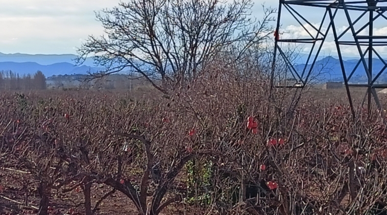 Valencia - Guadassuar - 6400m2