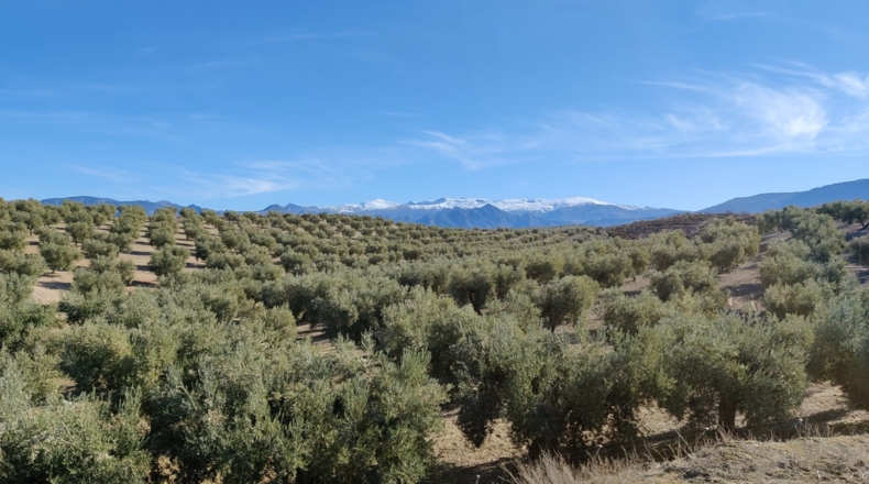 Granada - Villa de Otura - 100000m2