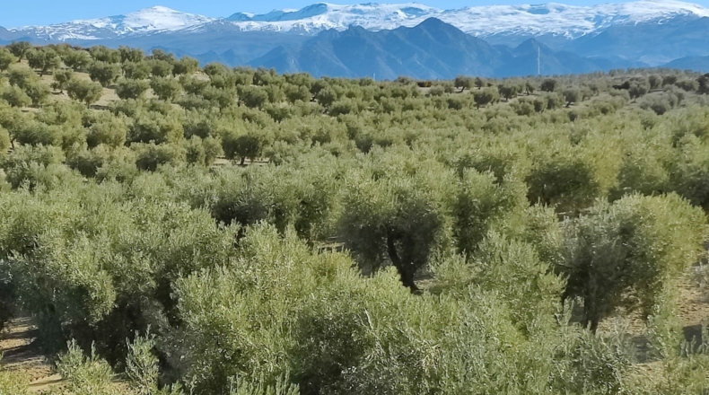 Granada - Villa de Otura - 100000m2