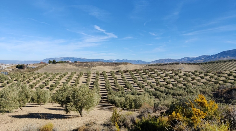 Granada - Villa de Otura - 100000m2