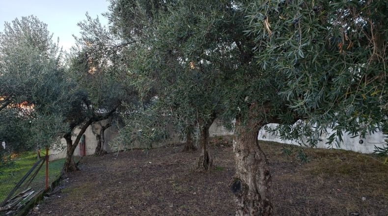 Cáceres - Madroñera - 225m2
