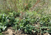 Parcel·la urbanitzable en venda a la Huerta de Carmona, Montilla, ref.: TR31342 foto