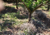 Land suitable for development for sale on Al lado del cementerio de Les Alqueries, Alquerías del Niño Perdido, ref: TR26772 photo