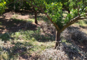 Land suitable for development for sale on Al lado del cementerio de Les Alqueries, Alquerías del Niño Perdido, ref: TR26772 photo