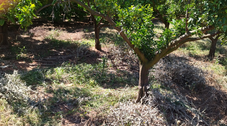 Castellón - Les Alqueries - 831m2