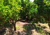 Land suitable for development for sale on Al lado del cementerio de Les Alqueries, Alquerías del Niño Perdido, ref: TR26772 photo