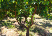 Land suitable for development for sale on Al lado del cementerio de Les Alqueries, Alquerías del Niño Perdido, ref: TR26772 photo
