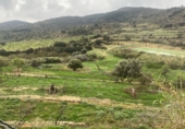 Non-developable land for rent on Coll de Tintoré, Sant Mateu, ref: TR26940 photo