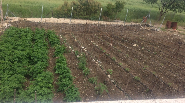 Málaga - Montecorto - 35000m2