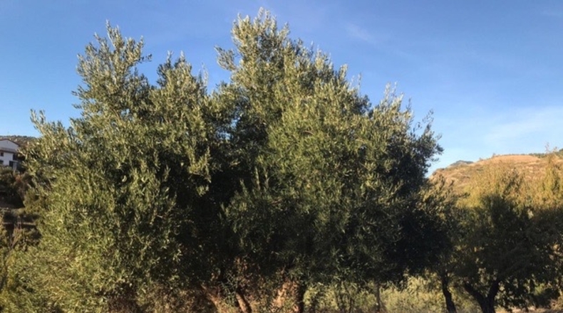 Granada - Huétor de Santillán - 10745m2