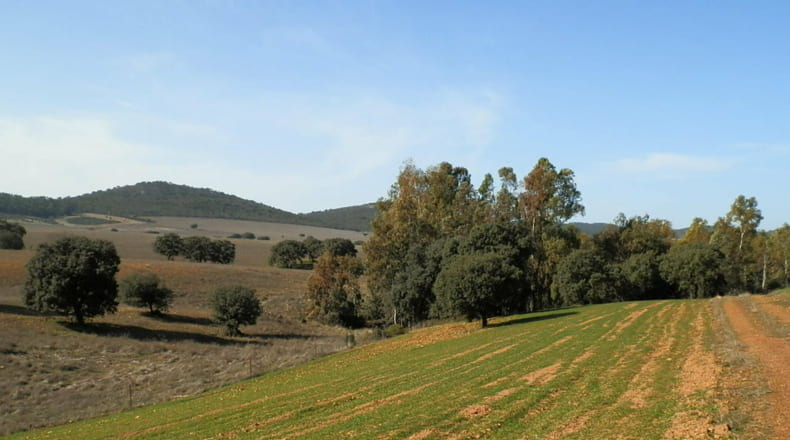 Ciudad Real - Luciana - 5250000m2