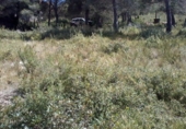 Sòl urbà en venda a la calle llobregat 32, la Bisbal del Penedès, ref.: TR31399 foto