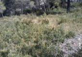 Sòl urbà en venda a la calle llobregat 32, la Bisbal del Penedès, ref.: TR31399 foto