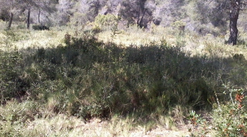 Tarragona - la Bisbal del Penedès - 1200m2
