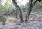 Земля на продажу у города Beniardà Фото