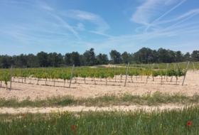 Fontanars dels Alforins 13242&nbsp;m²