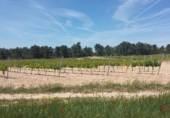 Non-developable land for sale on Parcela 56 poligono 2, Fontanars dels Alforins, ref: TR33754 photo